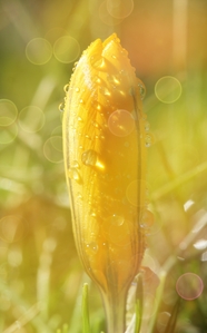 唯美雨后小清新黄色花苞图片