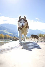 可爱俏皮西伯利亚雪橇犬图片