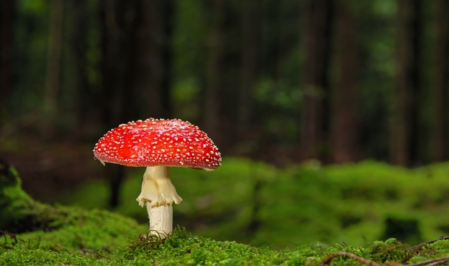 原始森林红色野生毒蘑菇图片