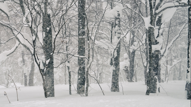 冬季树林唯美意境雪景图片