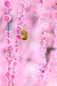 春天鸟语花香小清新图片