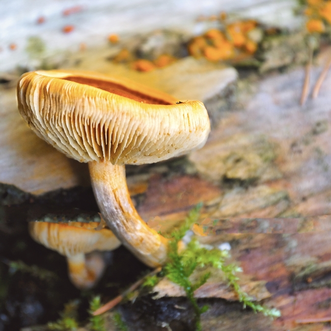 野生树蘑菇图片