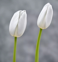白色郁金香花苞图片