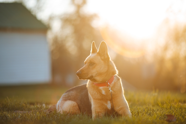 黄昏坐在草地上的牧羊犬图片