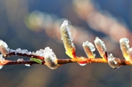 冰雪融化柳絮发芽图片