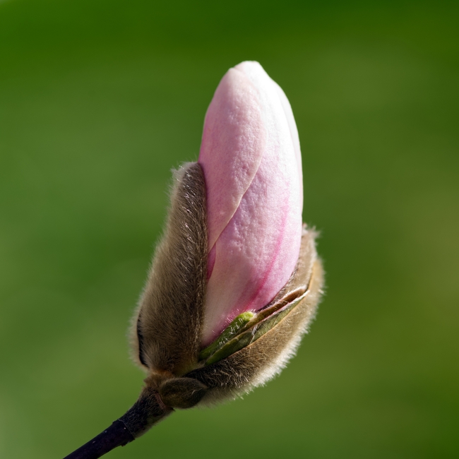 春天粉色玉兰花含苞待放图片