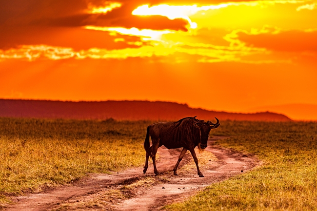 黄昏非洲大草原角马图片