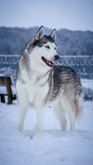 冬季雪地可爱哈士奇狗狗图片