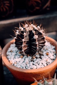 仙人球盆栽植物图片