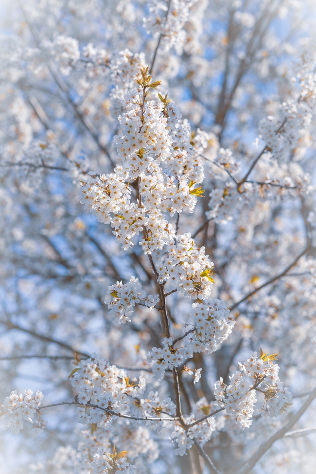 春日白色樱花唯美意境摄影图片