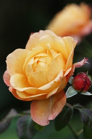 黄色灌木玫瑰花图片
