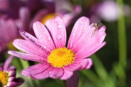 唯美小清新粉色菊花图片