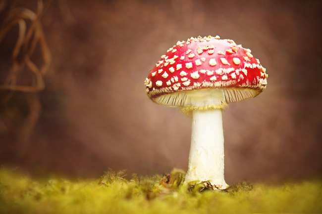 红色带斑野蘑菇图片