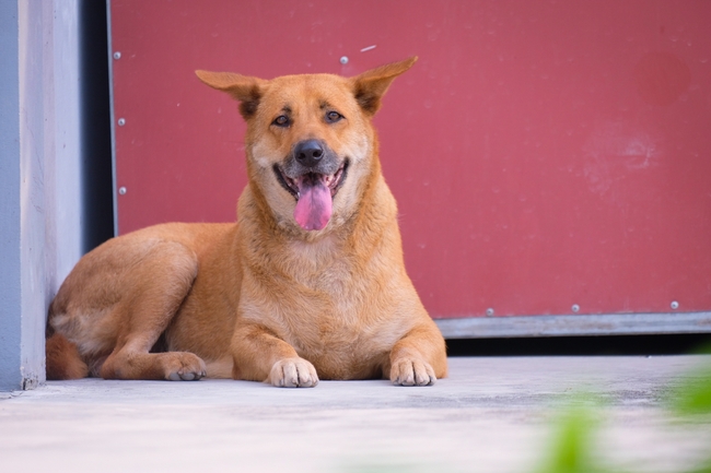 趴在地上的柴犬狗狗图片