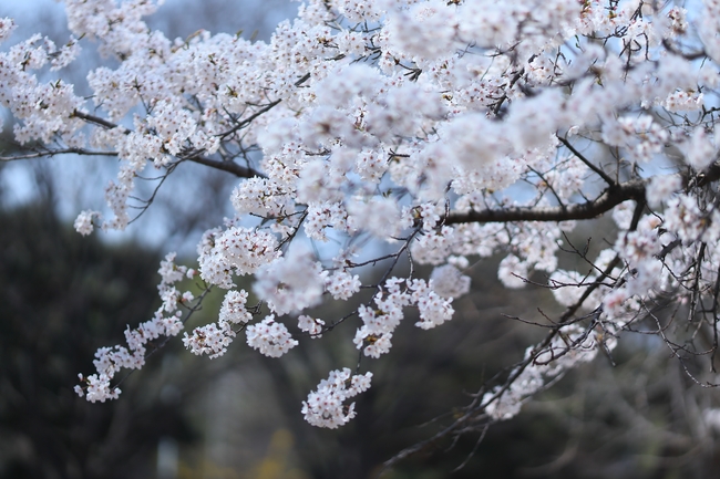 春天白色樱花盛开图片