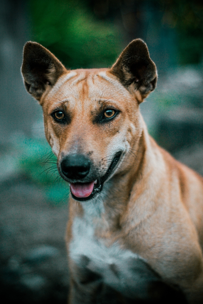 家养宠物猎犬图片