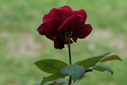 妖娆酒红色玫瑰花图片