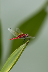 红色阔翅豆娘蜻蜓图片