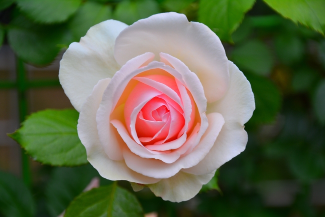 春天粉白色玫瑰花图片