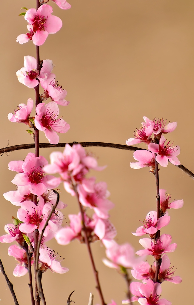 春天粉色榆叶梅图片