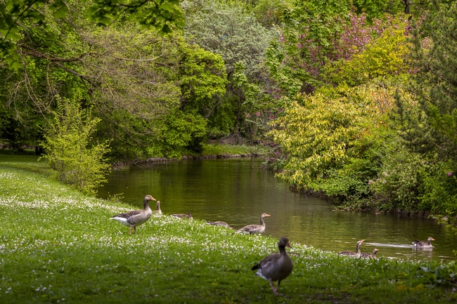 公园河边一群水鸭子图片