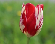 红色郁金香花苞图片