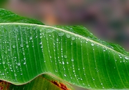 雨后芭蕉叶图片