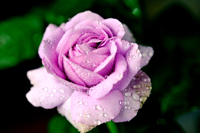 雨后露珠紫色玫瑰图片