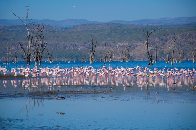 肯尼亚泻湖火烈鸟群图片