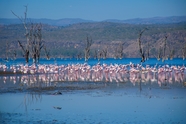 肯尼亚泻湖火烈鸟群图片