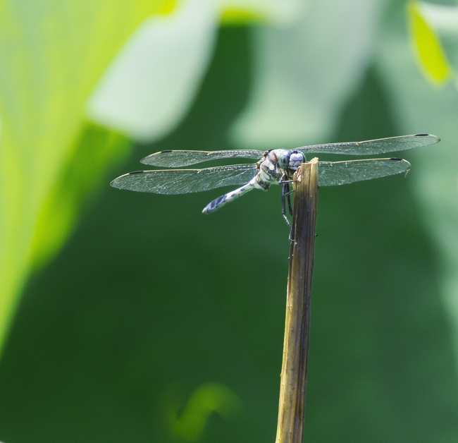 夏日荷塘蜻蜓摄影图片