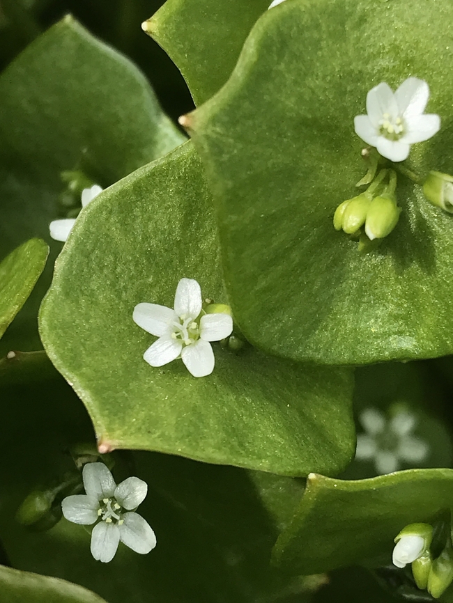 绿色野生药草植物图片