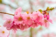 春天粉色樱花微距特写摄影图片
