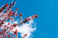 蓝天白云日本樱花摄影图片