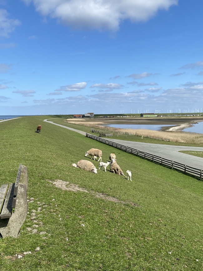 北海牧场草地羊群图片