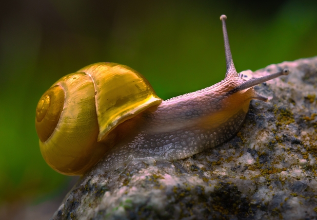 金色蜗壳蜗牛图片