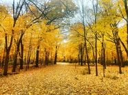 秋天金色树林风景图片