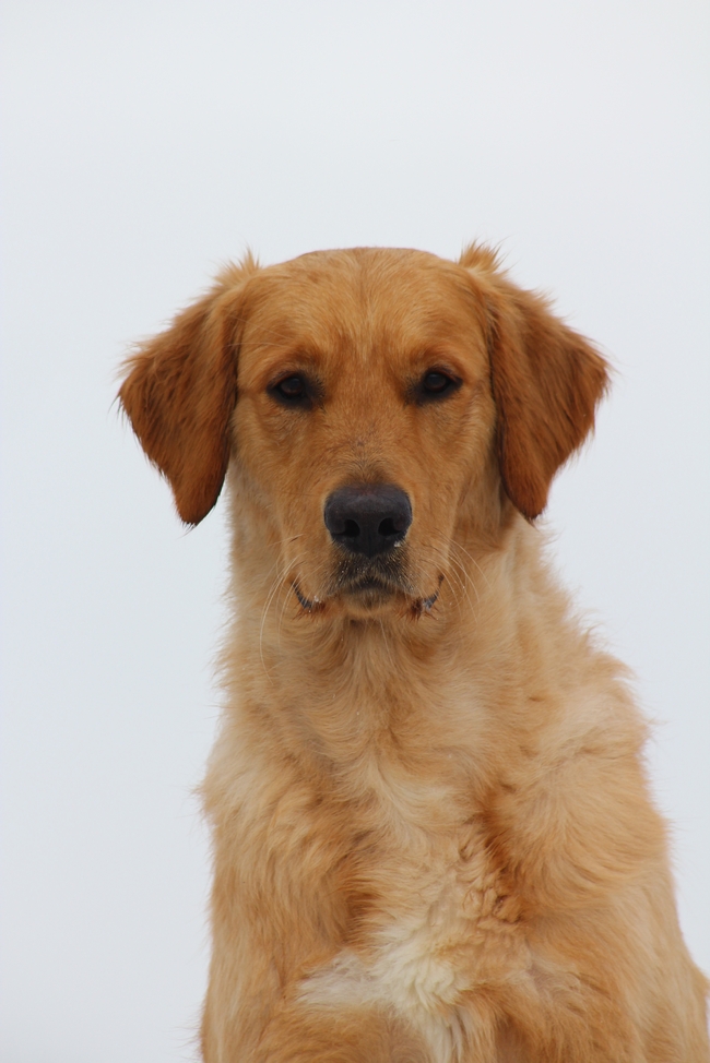 冬季金毛猎犬宠物写真图片