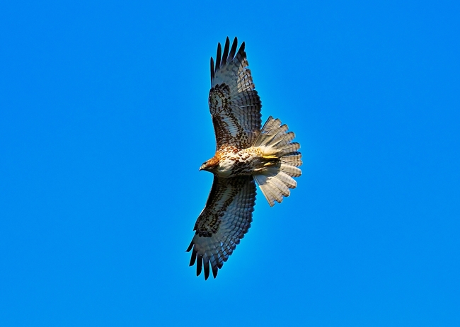 蓝色天空自由翱翔的红尾鹰图片