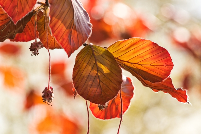 唯美秋天红色树叶图片