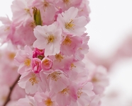 春天粉色樱花簇摄影图片