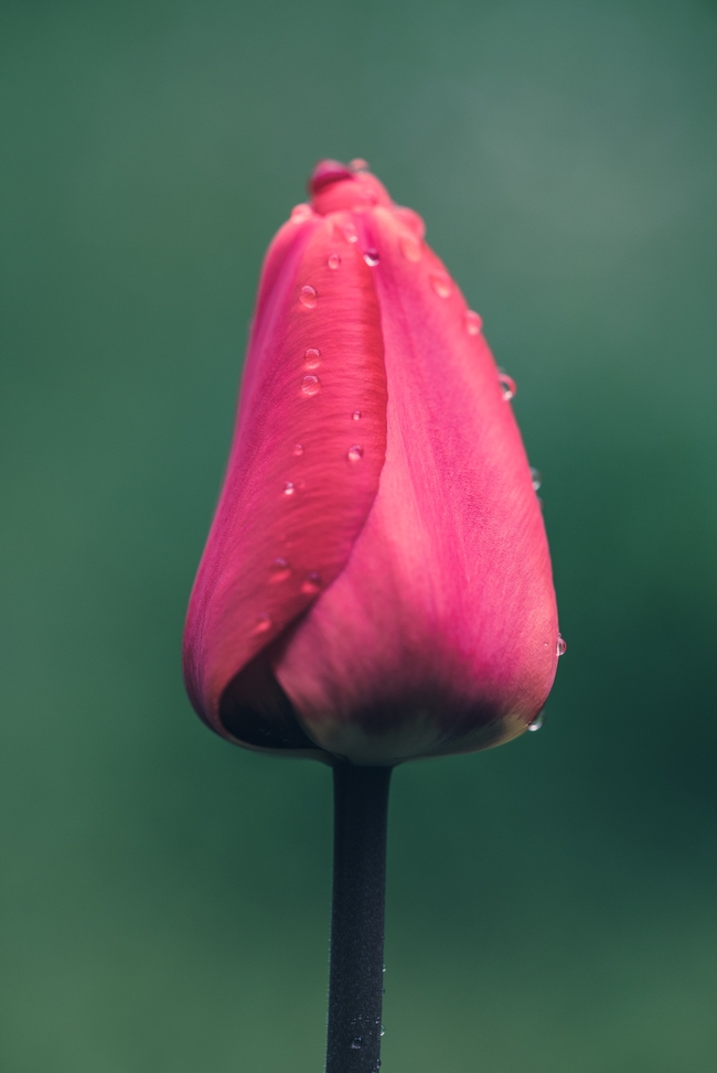 雨后粉色郁金香含苞待放图片