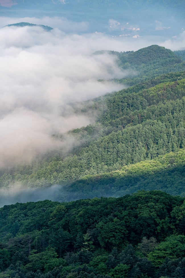 云雾缭绕自然森林风景图片