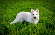 绿色草地白色狗狗图片