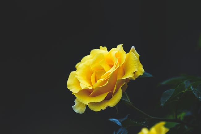 美丽绽放的黄色玫瑰花图片