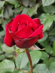 红色妖娆玫瑰花枝图片