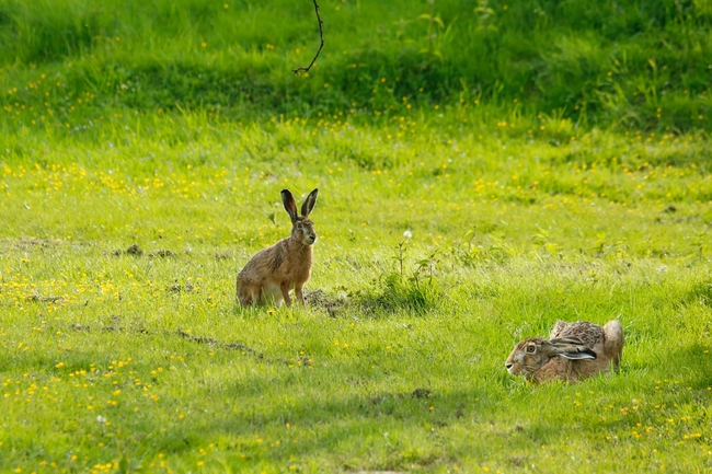 春天户外草地野生小灰兔图片