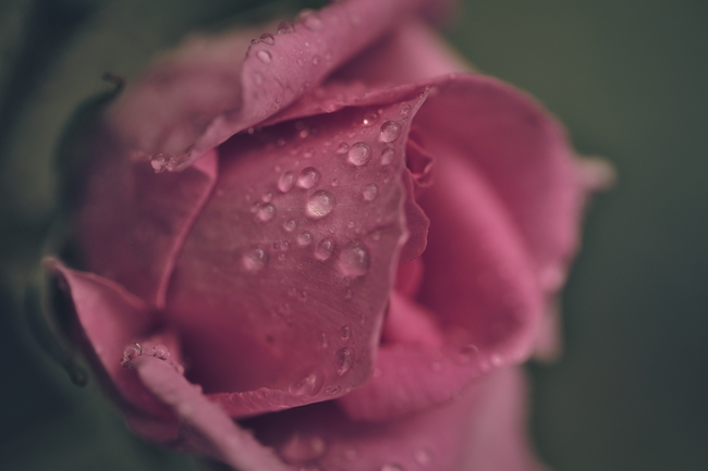 雨后含苞待放玫瑰花苞图片