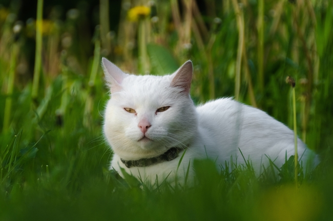 躲在草丛中的可爱白色肥猫图片