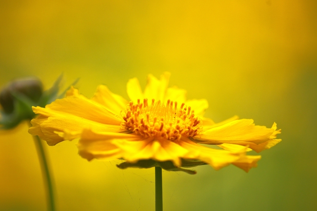 黄色大花金鸡菊摄影图片